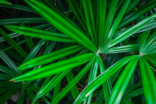 Hoja de palma verde