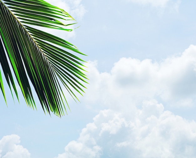 Hoja de palmas en el cielo azul con nubes en verano