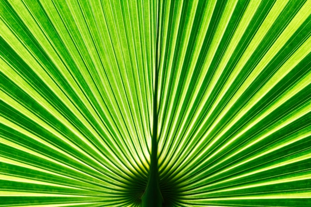 Hoja de palmera de abanico de Vanuatu