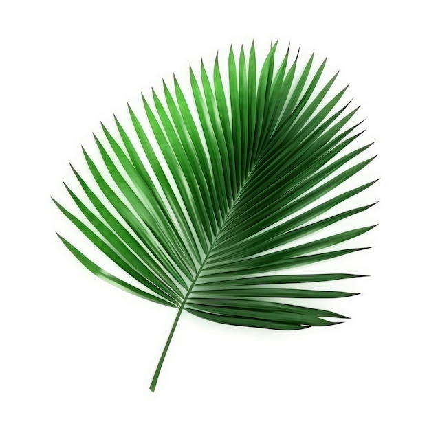 Hoja de palmera aislada