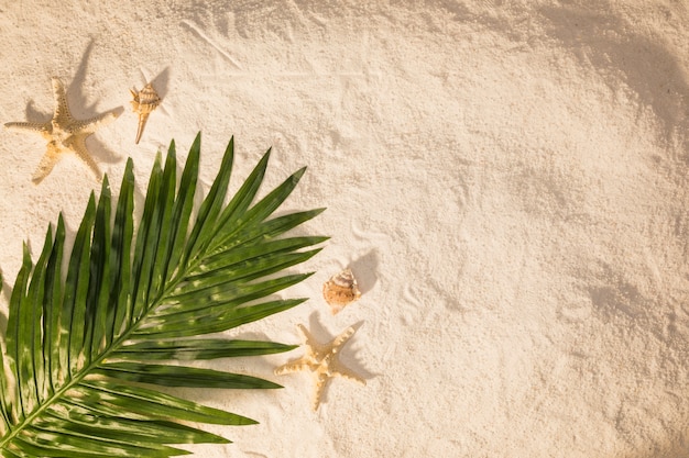 Hoja de palmera en la arena