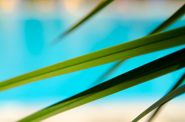 Hoja de la palmera de cerca en desenfoque azul agua de la piscina o fondo de la playa