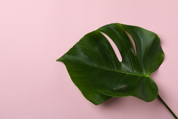 Hoja de palmera sobre fondo rosa aislado, espacio para texto