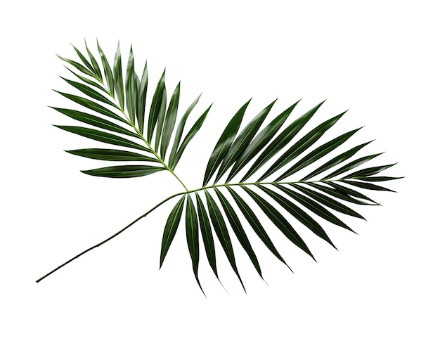 Hoja de palmera tropical aislada en un recorte de fondo blanco o transparente Ilustración generativa de IA