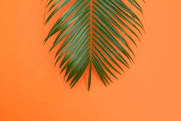 Hoja de palmera tropical sobre un fondo naranja de verano