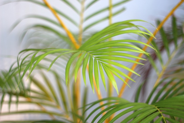 Hoja de palmera tropical verde con sombra en pared blanca