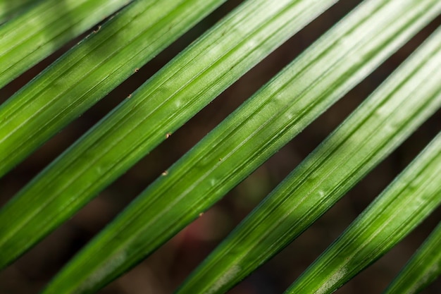 Hoja de palmera tropical