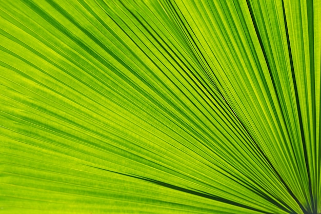 Hoja de palmera verde como fondo