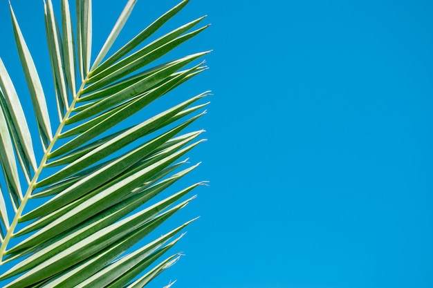Hoja de palmera verde contra el cielo azul.