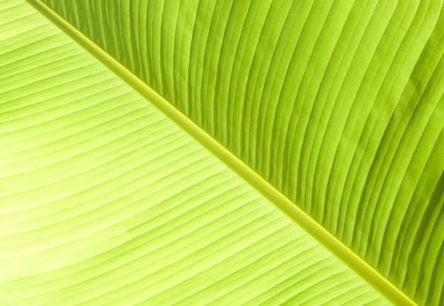 Foto hoja de palmera verde exuberante. fondo o textura