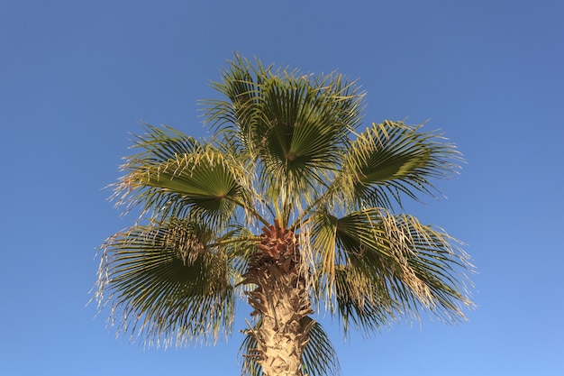 Foto hoja de palmera verde tropical aislada en el cielo azul