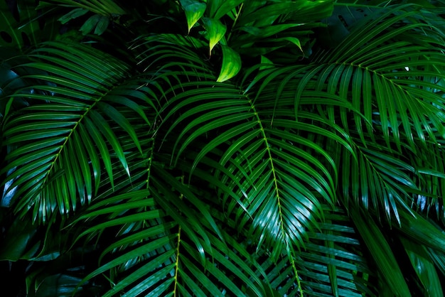 hoja de palmera verde tropical y sombra fondo natural abstracto tono oscuro