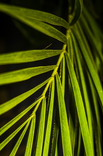 Hoja de palmera