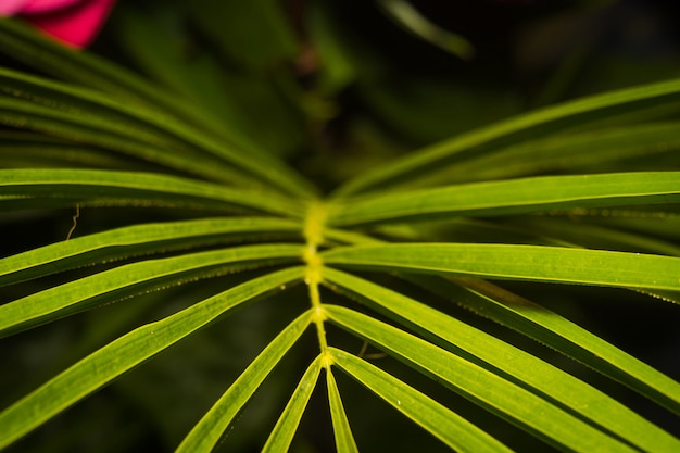 Hoja de palmera