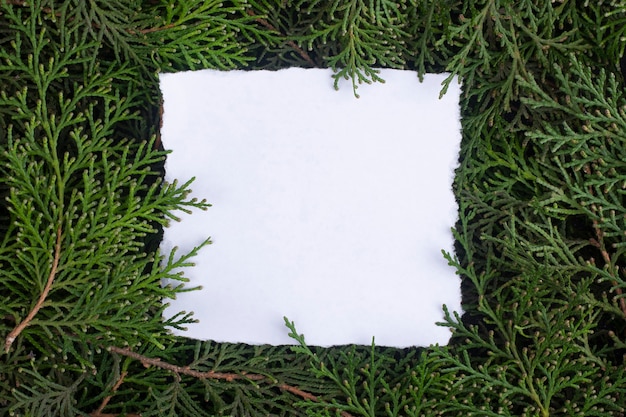 Una hoja de papel en ramas de thuja.