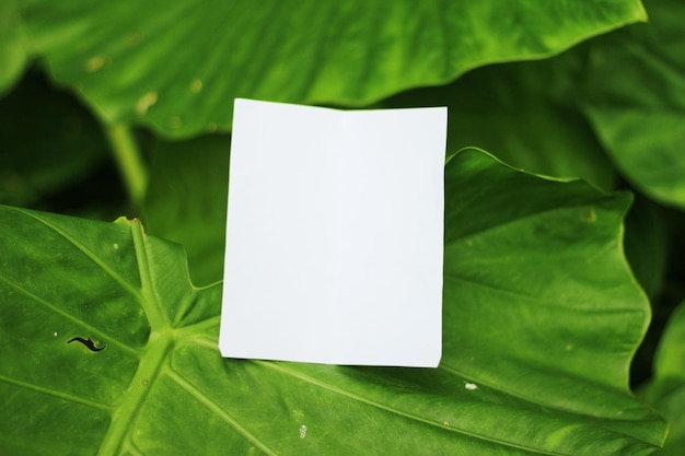 Foto hoja de papel