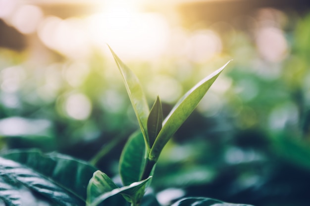 Hoja Parte de la planta Color verde Crecimiento vegetal Primer plano Naturaleza