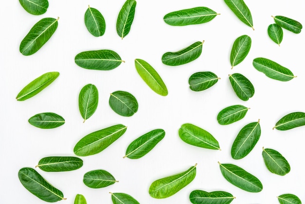 Hoja de las pasas de Bengala en el fondo de madera blanco.