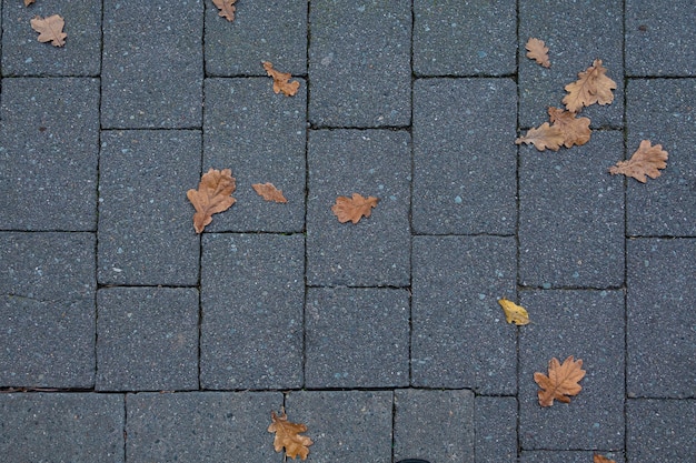Hoja en el pavimento mojado en el fondo de la acera de otoño