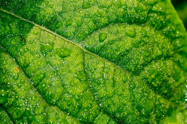 Hoja de pepino en gotas de agua