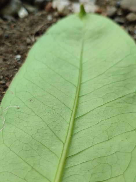 una hoja con una pequeña mancha blanca en el medio