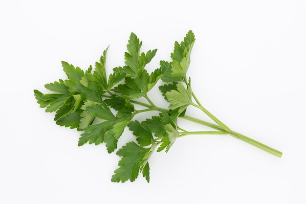 Hoja de perejil bio sobre fondo blanco.