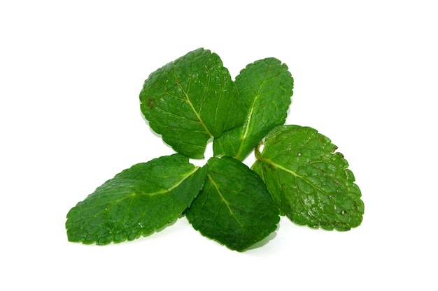 Hoja de pimienta de menta verde aislada en blanco