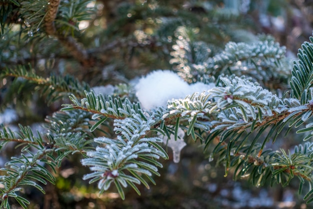 Hoja de pino con nieve en invierno