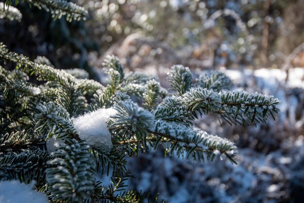 Hoja de pino con nieve en invierno