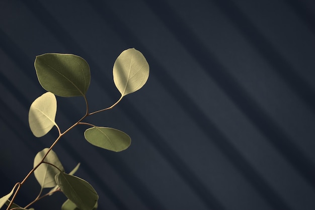 Hoja de planta botánica de tallo de eucalipto contra la sombra diagonal superposición de sombra de pared de color azul oscuro