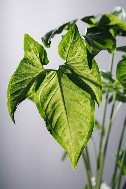 Foto la hoja de la planta de la casa está cerca