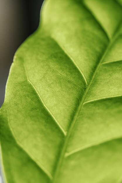 La hoja de la planta de la casa está cerca