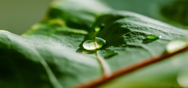 Hoja de planta de croton macro de fondo verde abstracto con gotas de agua de fondo natural para la marca