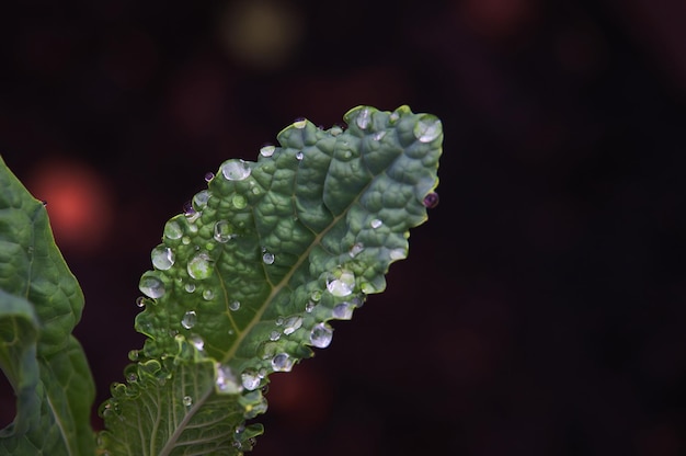 Una hoja de una planta con gotas de lluvia sobre ella