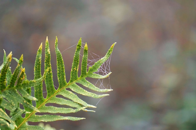 Hoja de planta de helecho verde en la naturaleza