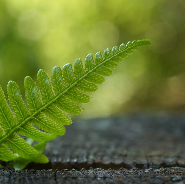 Hoja de planta de helecho verde con textura en verano en la naturaleza