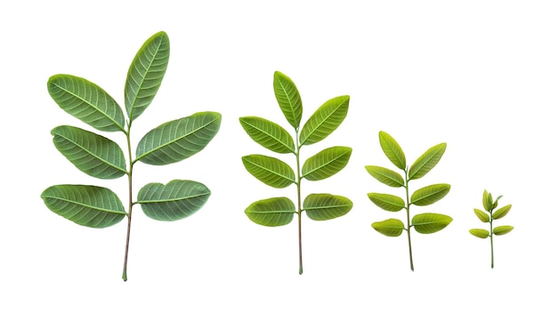 Una hoja de una planta con hojas diferentes.