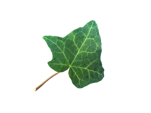 Hoja de la planta Ivy Hedera