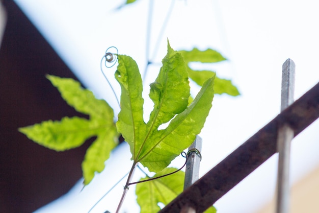 Hoja de una planta de maracuyá en Río de Janeiro