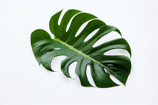 Una hoja de una planta de monstera sobre un fondo blanco.