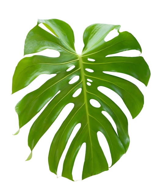 Hoja de planta de queso suizo Monstera verde selva tropical aislada sobre fondo blanco