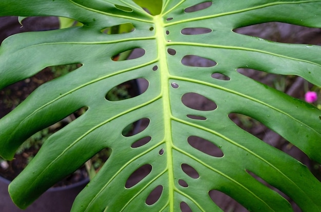 Hoja de planta de queso suizo verde