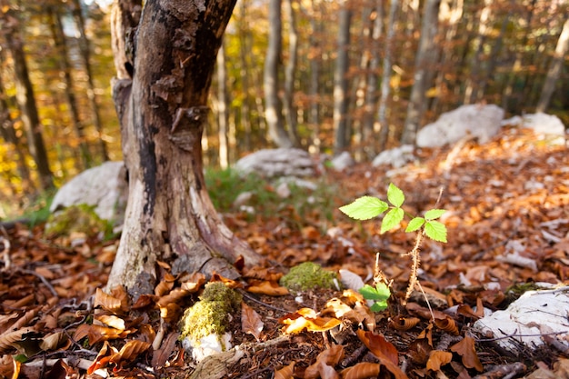 Hoja de planta silvestre de cerca, otoño