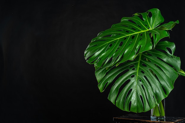 Hoja de planta tropical Monstera en pared negra