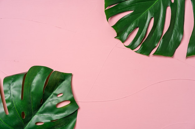 Hoja de la planta tropical Monstera en rosa