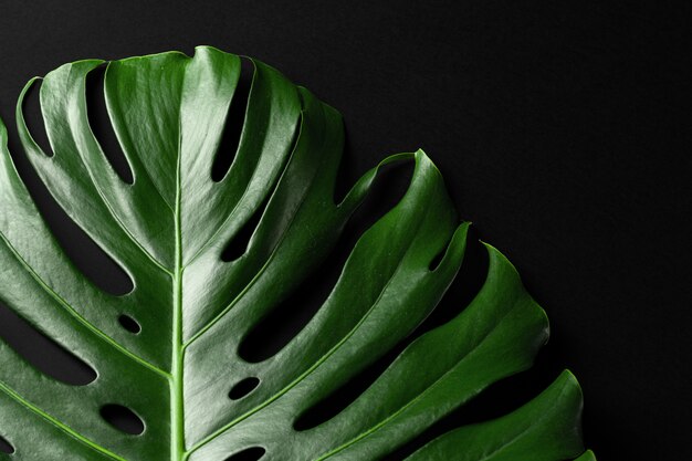 Hoja de planta tropical Monstera sobre fondo negro