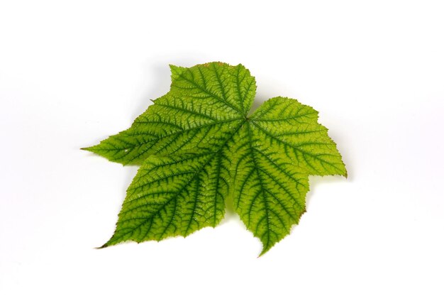 Hoja de planta verde con textura hermosa sobre fondo blanco