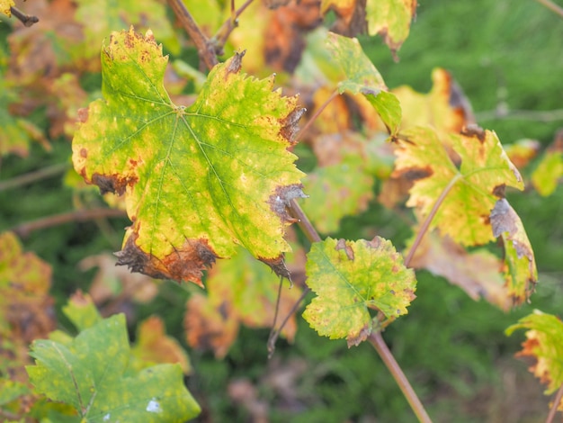 hoja de la planta vitis