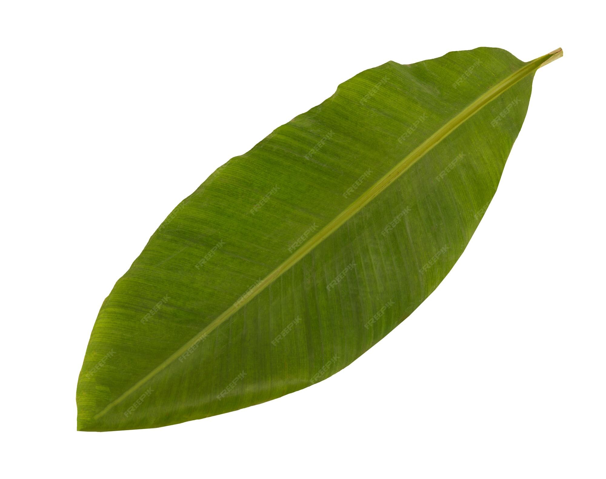Hoja de plátano aislada sobre fondo blanco con trazado de recorte