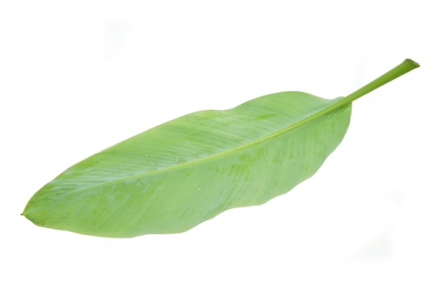 hoja de plátano aislada sobre fondo blanco, con trazado de recorte.